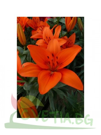 Лилиум "Orange Summer " LL72